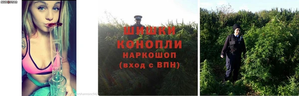 шишки Арсеньев